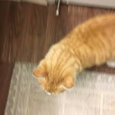 Find missing dogs, cats, and other pets in utah. Courtesy Post Found Orange Tabby White Cat Wags Pet Adoption