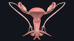 It is composed of a group of organs located outside the body around the pelvic region. The Female Reproductive System Complete Anatomy