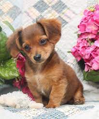 Check spelling or type a new query. Chiweenie Puppies For Sale Petfinder