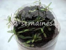 Toutes Les Etapes En Images Sur La Germination Des Graines D Oeillet D Inde Et Toutes Les Expl Oeillet D Inde Faire Pousser Des Fleurs Faire Germer Des Graines