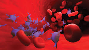 Außerdem können die antikörper thrombozyten über eine komplementaktivierung schädigen. Was Ist Hamostase