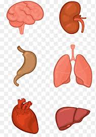You can also use this flow chart diagram to show the relationship to a circle center. Drawing Heart Organ Heart Pencil Hand Png Pngegg