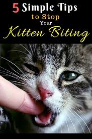 5 Simple Tips To Stop Your Kitten Biting Kitten Biting Cat Care Cat Biting