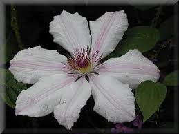 Maybe you would like to learn more about one of these? Clematis On The Web Clematis Detail