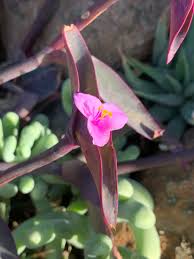 Image result for Tradescantia pallida