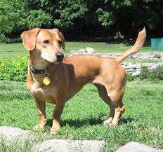 Black And Tan Dachshund Beagle Mix 4e60be815c84133f85bc36cc91d965d4 Beagle Mix Puppies Dachshund Mix Beagle Mix