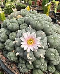 Image result for Loxodera caespitosa