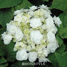 Monrovia S Double Delights Wedding Gown Hydrangea Details And Information Learn More About Monrovi White Hydrangea Plant Hydrangeas Wedding White Flower Farm