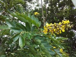Image result for Senna siamea