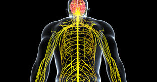 Image result for Peripheral Nervous System