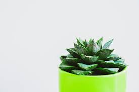 Hd Wallpaper Minimalist Photography Of Green Succulent On Green Pot Botanical Wallpaper Flare Also explore thousands of beautiful hd wallpapers and background images. green succulent on green pot botanical