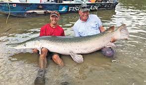 An alligator is seen near the seventh. Alligator Gar North America S Greatest Sportfish