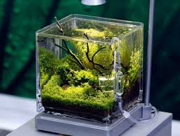 Epingle Par Hyun Soo Go Sur Parce Que Las Nature N Est Pas Une Creation De Dieu Mais Un Chef D Oeuvre De L Evolution Petit Aquarium Crevette Aquarium Aquarium