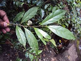 Image result for Dichapetalaceae