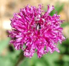 Image result for Vernonia jelfiae