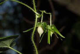 Image result for Ipomoea sinensis