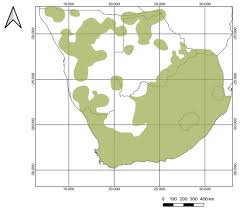 Image result for Equilabium laxiflorum