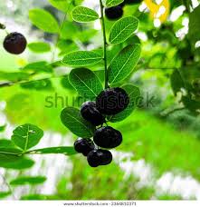 Image result for Phyllanthus reticulatus