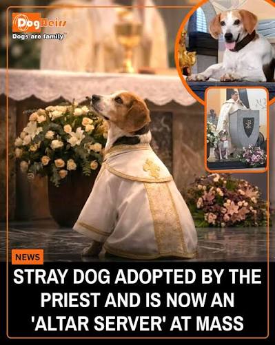 A stray dog named Johnny wandered into the Chapel of Santa Ana and San  Joaquín in Barretos, Brazil, searching for food and shelter. Father Luiz  Paulo Soares welcomed him, and Johnny soon