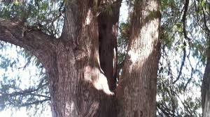 Ojo De Agua El Sitio Youtube