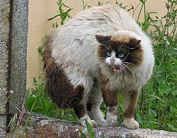 Kneading (also referred to as making biscuits or the cha cha) is an activity common to all domestic cats whereby, when in a state of ease, they push out and pull in their front paws. Cat Communication Wikiwand