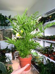 Image result for Pteris dentata