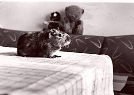 We did not find results for: Andreas Kieling Freund Der Tiere Globetrotter Magazin
