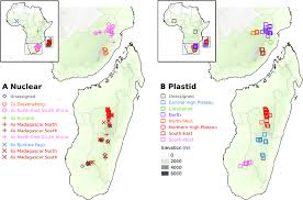 Image result for Loudetia simplex