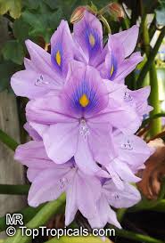 Image result for Pontederia crassipes