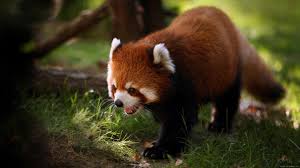 Maybe you would like to learn more about one of these? Baby Fox Wallpaper Animals Wallpaper Better