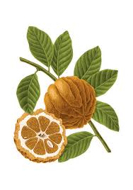 Image result for Citrus × aurantium