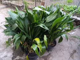 Image result for Kořenokvětka Aspidistra