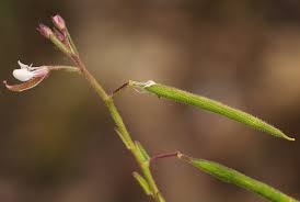 Image result for Cleome monophylla