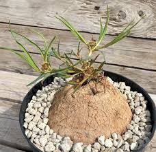 Image result for Euphorbia trichadenia