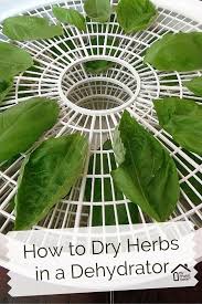 Pin On Herbs