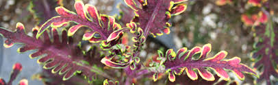 Image result for Coleus melleri