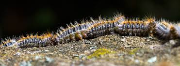 Les chenilles processionnaires sont principalement redoutées en raison de leur caractère urticant. Extermination De Chenille Processionnaire A Lyon 69000 F3dh