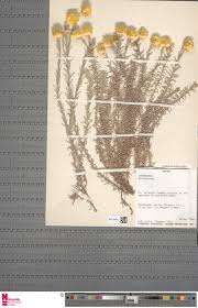 Image result for Buchnera longispicata