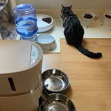 レスキューキャッツ