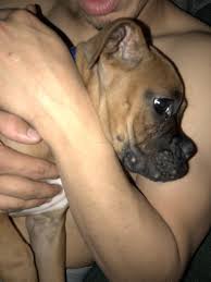 Boxer rescue organizations throughout iowa, kansas, missouri and nebraska work together to rescue and place dogs in loving, permanent homes. I Have A Boxer Puppy 3 Mo And Has Developed What Looks Like Acne On His Lips And Genitals This Started About A Week Ago And Is Petcoach