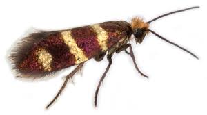 Image result for Micrargeriella