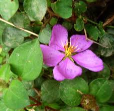 Image result for Dissotis