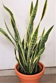 These sturdy tropical plants are snake plant is actually a type of succulent. Houseplant The Snake Plant Community Capjournal Com