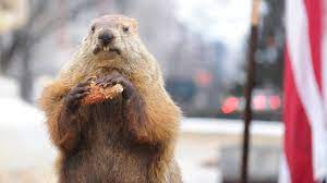 Check spelling or type a new query. Groundhog Day Und Wieder Grusst Das Murmeltier Welt Der Wunder Tv