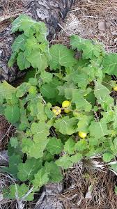 Image result for Solanum viarum