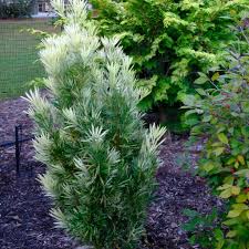 Image result for Podocarpus