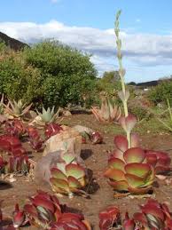 Image result for Kalanchoe thyrsiflora