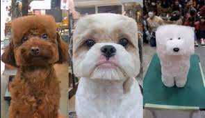 Cube Dogs The Latest Pet Grooming Trend In Japan Pet Grooming Pets Dog Entertainment