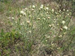 Image result for Bothriocline laxa