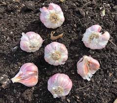 How do you know when your garlic is ready to harvest? Successfully Growing Garlic In Your Garden Gardening4joy